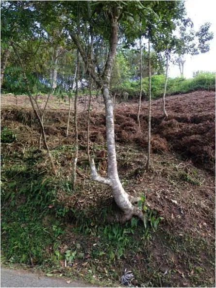 Venta de Exclusivo terreno en la Morita - 7
