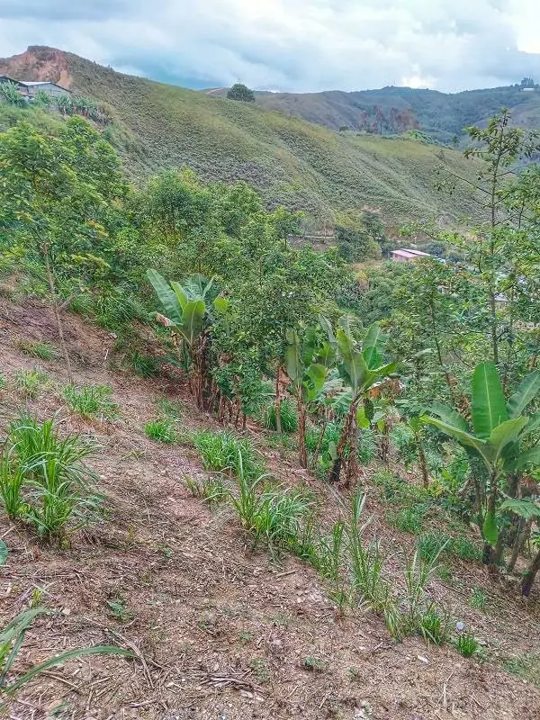 VENTA DE AMPLIA CASA, ZONA INDUSTRIAL DE LAS MINAS, SAN ANTONIO DE LOS ALTOS - 16