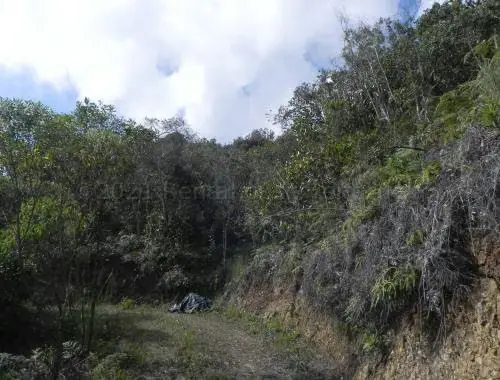 Terreno (Finca) en Venta en Santa Lucia, Miranda - 5