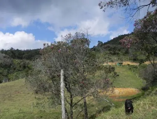 Terreno (Finca) en Venta en Santa Lucia, Miranda - 6
