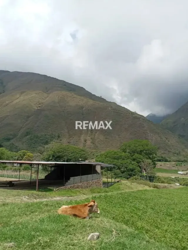 Se vende lote de terreno con trapiche a estrenar - 2