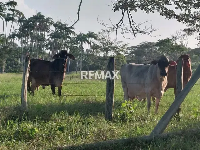 VENDE, Extraordinaria Finca Ganadera de 70 Hectáreas a solo 35 minutos de Yaracal - 11
