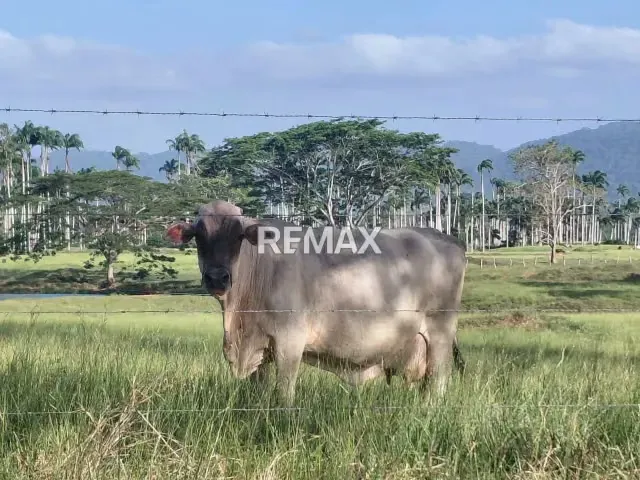 VENDE, Extraordinaria Finca Ganadera de 70 Hectáreas a solo 35 minutos de Yaracal - 12
