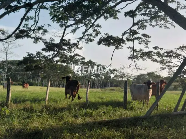 VENDE, Extraordinaria Finca Ganadera de 70 Hectáreas a solo 35 minutos de Yaracal - 14