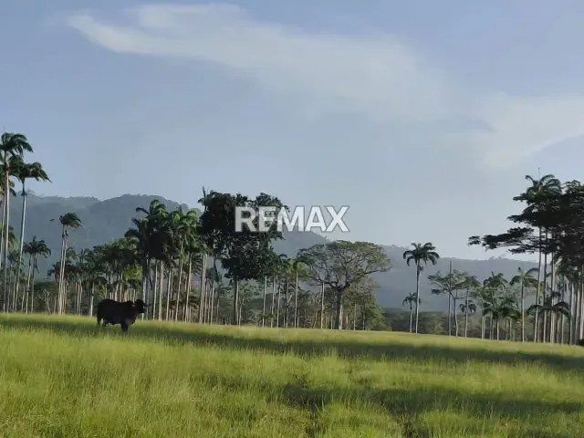 VENDE, Extraordinaria Finca Ganadera de 70 Hectáreas a solo 35 minutos de Yaracal - 17