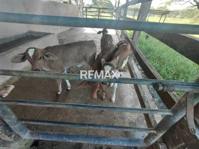 VENDE, Extraordinaria Finca Ganadera de 70 Hectáreas a solo 35 minutos de Yaracal - 7