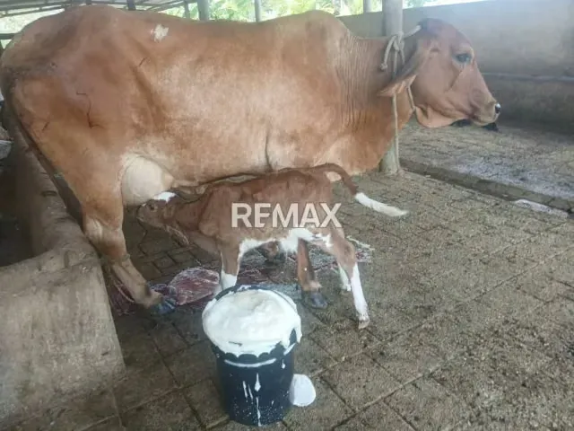 VENDE, Extraordinaria Finca Ganadera de 70 Hectáreas a solo 35 minutos de Yaracal - 9