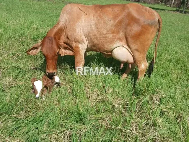 VENDE, Extraordinaria Finca Ganadera de 70 Hectáreas a solo 35 minutos de Yaracal - 10