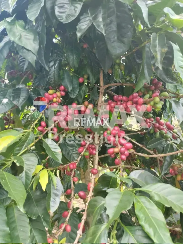 Finca en Venta - 8