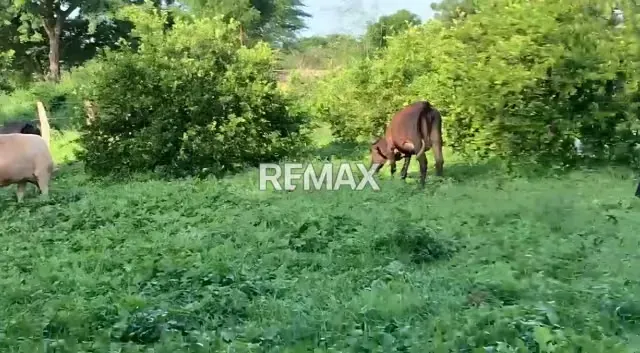 Venta de Finca en El Sector El Pueblito Edo Cojedes de 170 hectáreas - 2