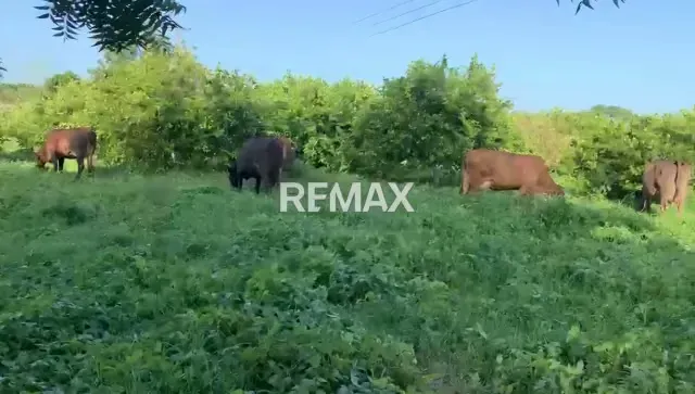 Venta de Finca en El Sector El Pueblito Edo Cojedes de 170 hectáreas - 6
