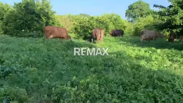 Venta de Finca en El Sector El Pueblito Edo Cojedes de 170 hectáreas - 7