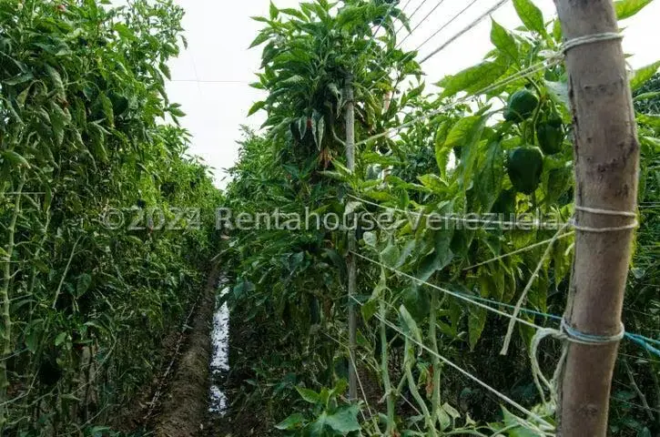 Terreno (Finca) en Venta en Municipio Jimenez, Lara - 17