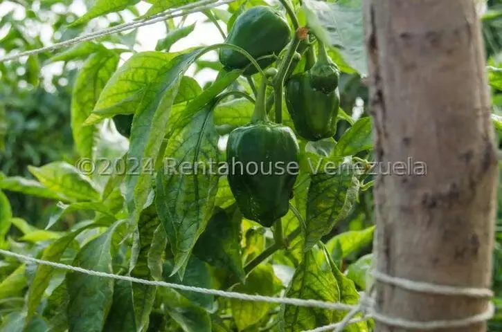 Terreno (Finca) en Venta en Municipio Jimenez, Lara - 18