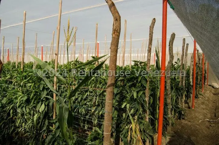 Terreno (Finca) en Venta en Municipio Jimenez, Lara - 19