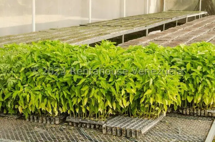 Terreno (Finca) en Venta en Municipio Jimenez, Lara - 20