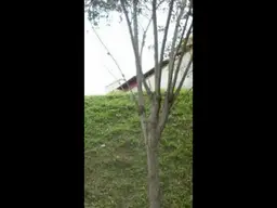 Vista 1