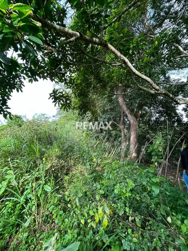 Granja en Nirgua - 11
