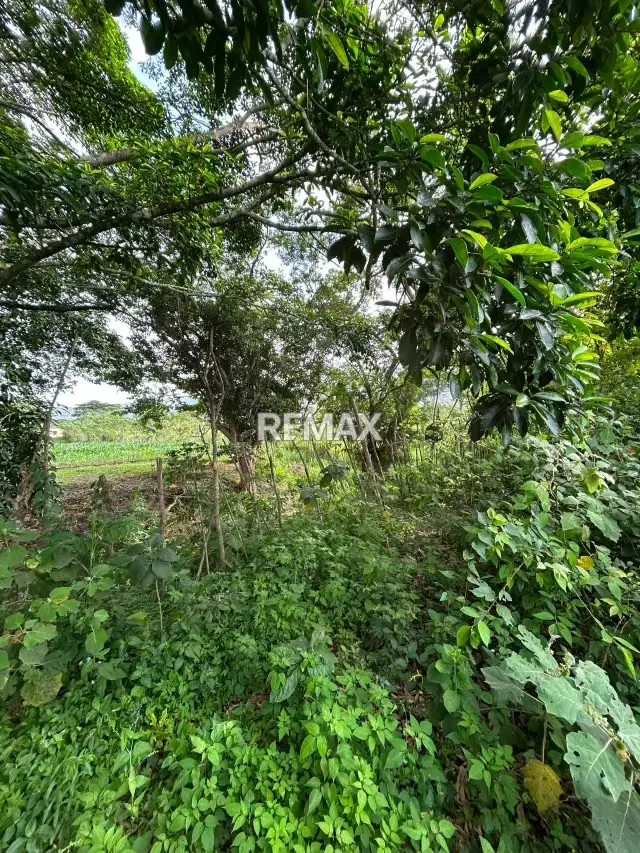Granja en Nirgua - 4