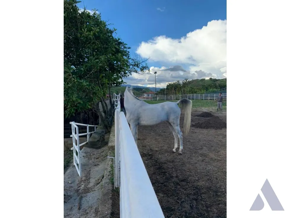 Vendo caballeriza Financiada, 14.000m2 Tejerías, Valle Alto - 11