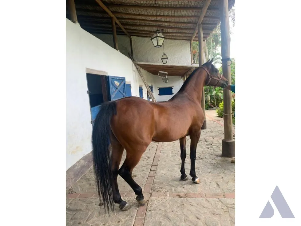 Vendo caballeriza Financiada, 14.000m2 Tejerías, Valle Alto - 35