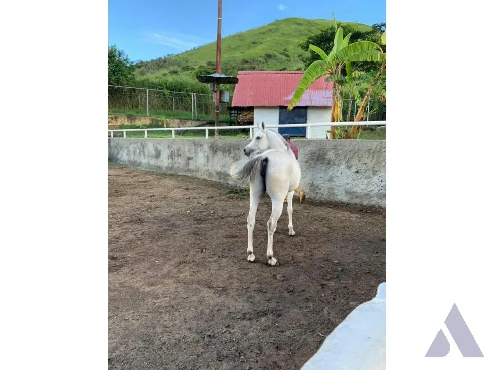 Vendo caballeriza Financiada, 14.000m2 Tejerías, Valle Alto - 37