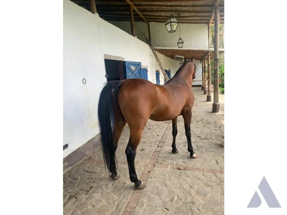 Vendo caballeriza Financiada, 14.000m2 Tejerías, Valle Alto - 54
