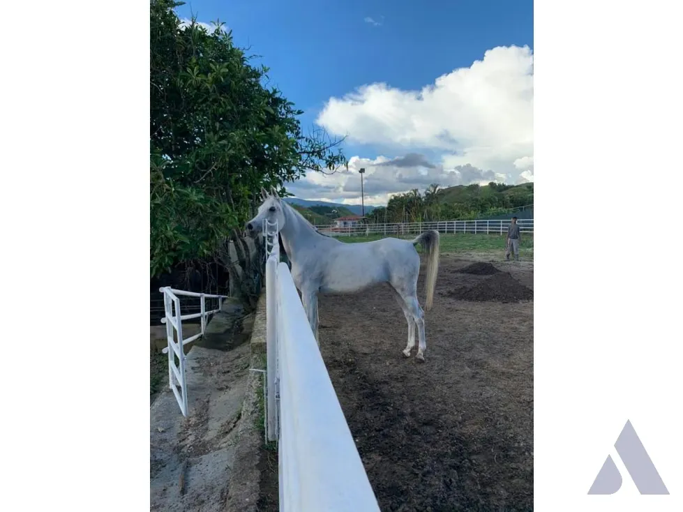 Vendo caballeriza Financiada, 14.000m2 Tejerías, Valle Alto - 62