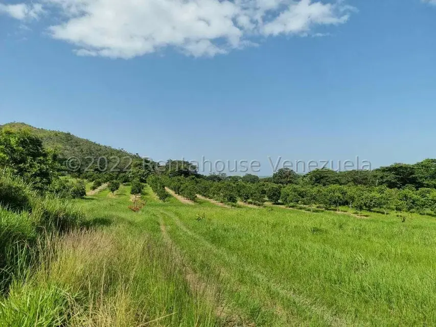 Terreno (Finca) en Venta en Aguirre, Carabobo - 13