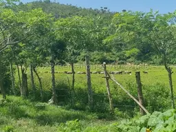 Vista 15