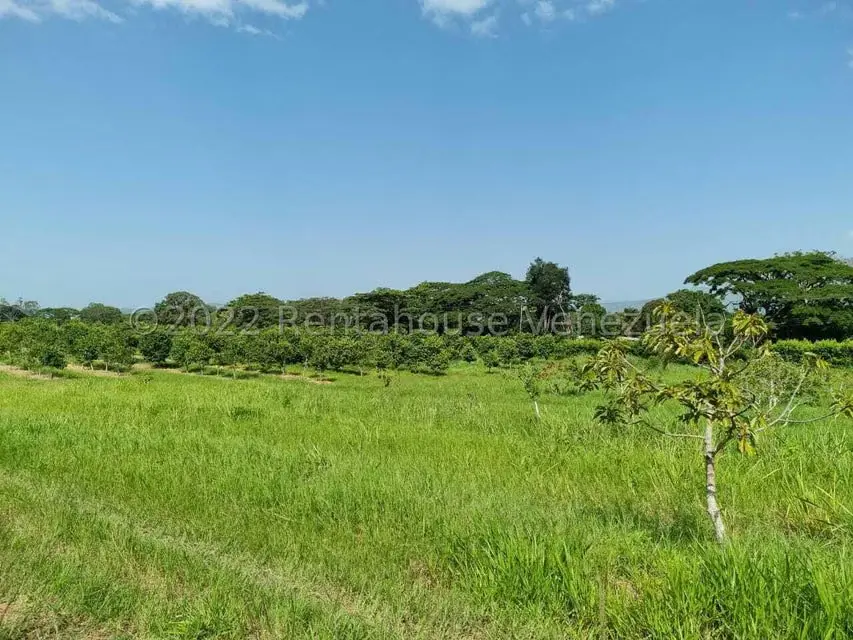 Terreno (Finca) en Venta en Aguirre, Carabobo - 4