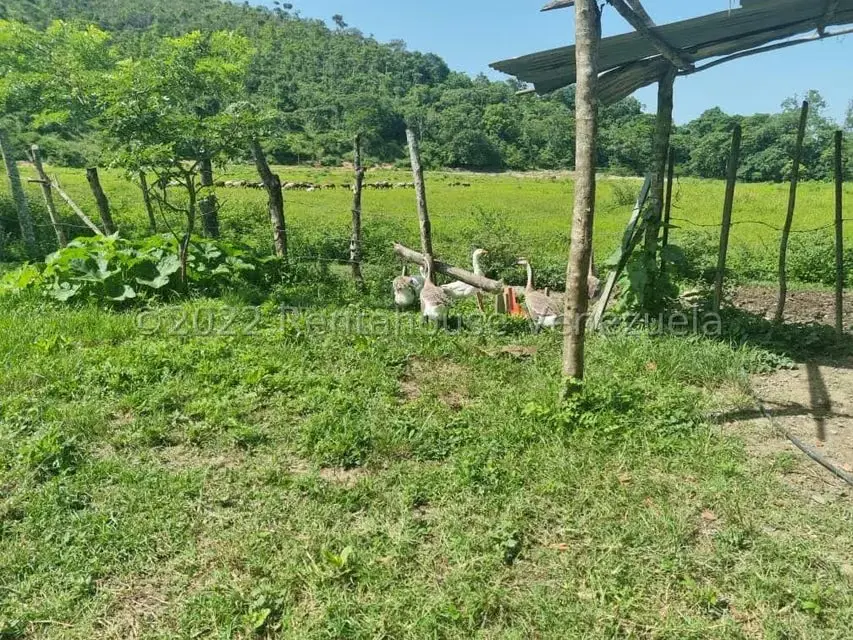 Terreno (Finca) en Venta en Aguirre, Carabobo - 46