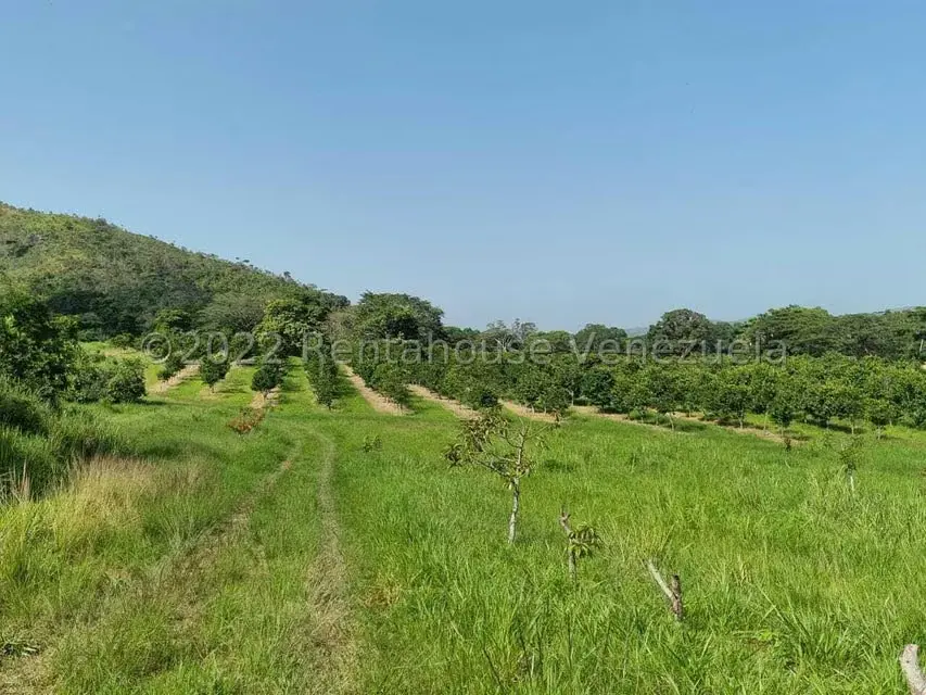 Terreno (Finca) en Venta en Aguirre, Carabobo - 60