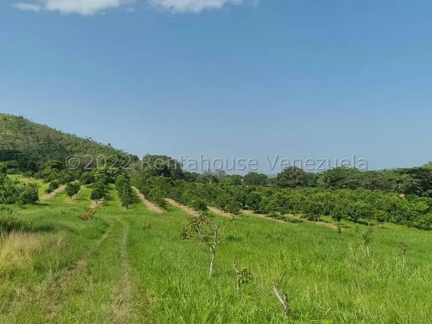 Terreno (Finca) en Venta en Aguirre, Carabobo - 64