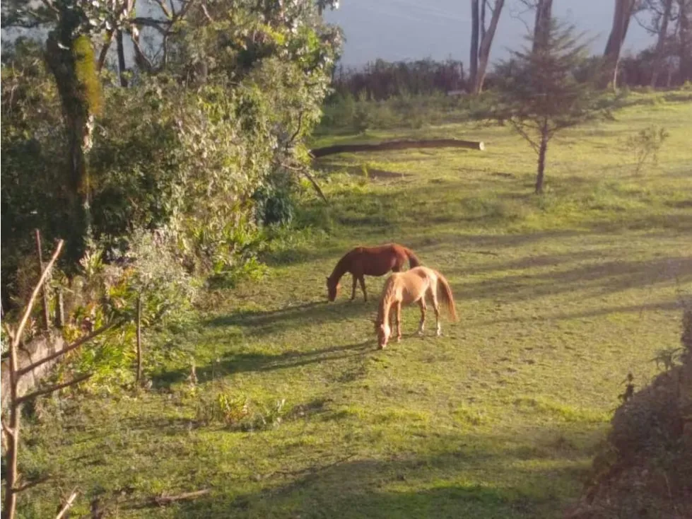 Vendo terreno 18100mts2 el Junquito 9652 - 9