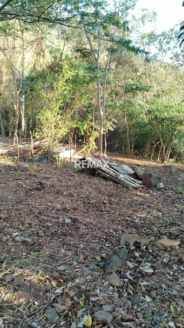 En venta Lote de 3,63 hectáreas de tierras descansadas en Asentamiento Campesino El Cacao, Parroquia El Baño – Motatán, Estado Trujillo. - 3