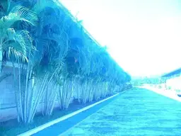 Vista 21