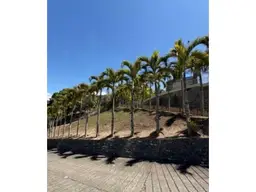Vista 12