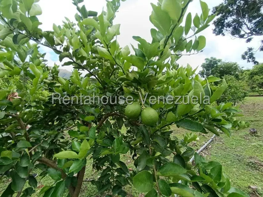 Terreno (Finca) en Venta en Sector El Carmen, Aragua - 103
