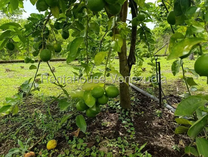 Terreno (Finca) en Venta en Sector El Carmen, Aragua - 104