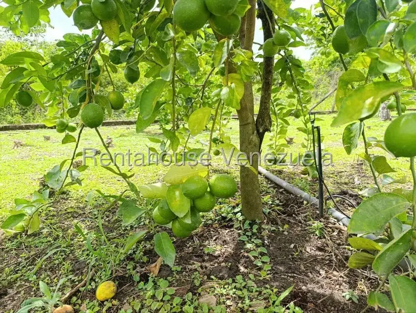 Terreno (Finca) en Venta en Sector El Carmen, Aragua - 11
