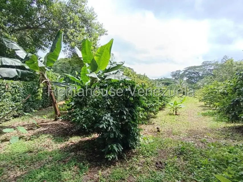 Terreno (Finca) en Venta en Sector El Carmen, Aragua - 114