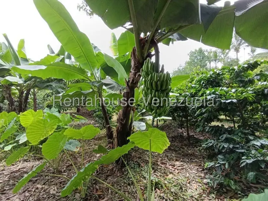 Terreno (Finca) en Venta en Sector El Carmen, Aragua - 12