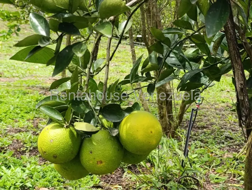 Terreno (Finca) en Venta en Sector El Carmen, Aragua - 128