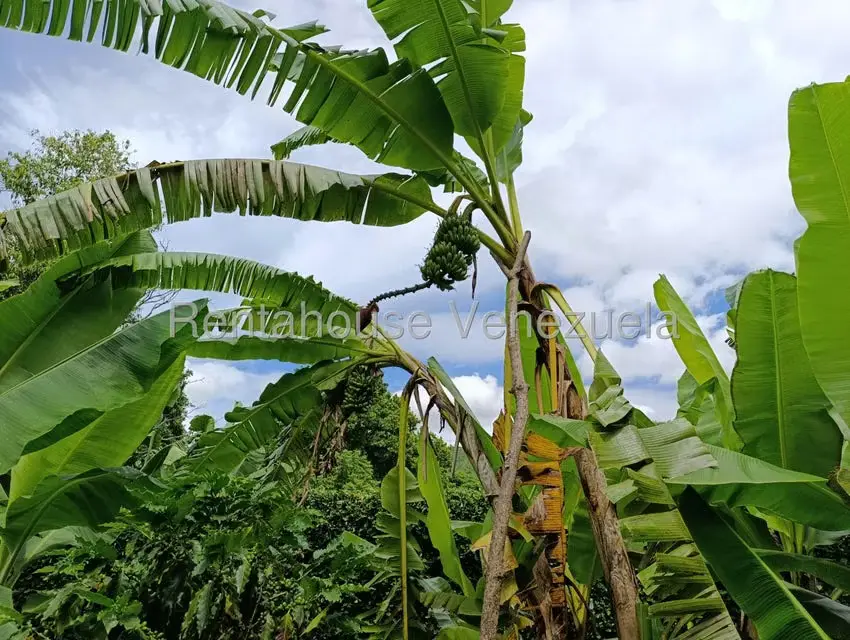 Terreno (Finca) en Venta en Sector El Carmen, Aragua - 130