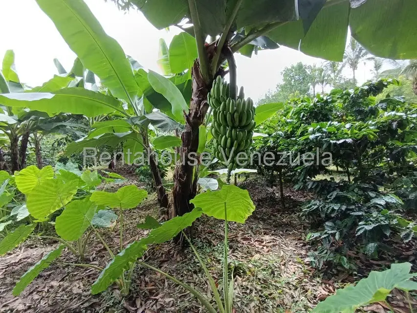 Terreno (Finca) en Venta en Sector El Carmen, Aragua - 13
