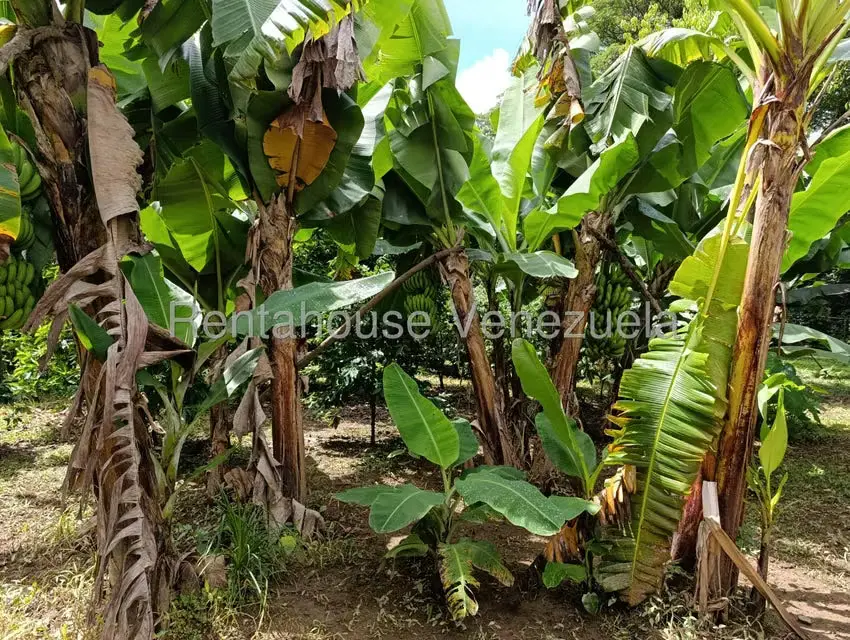 Terreno (Finca) en Venta en Sector El Carmen, Aragua - 131