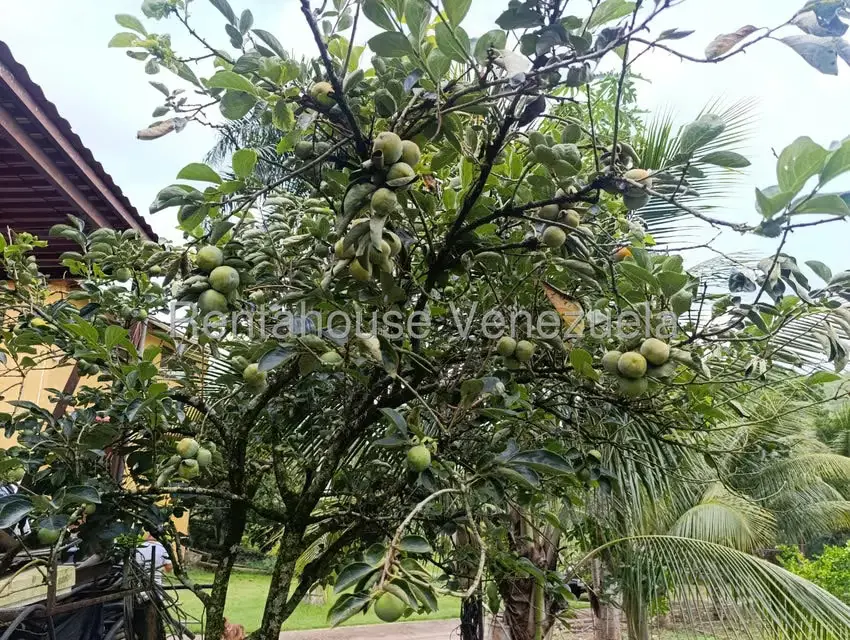 Terreno (Finca) en Venta en Sector El Carmen, Aragua - 149