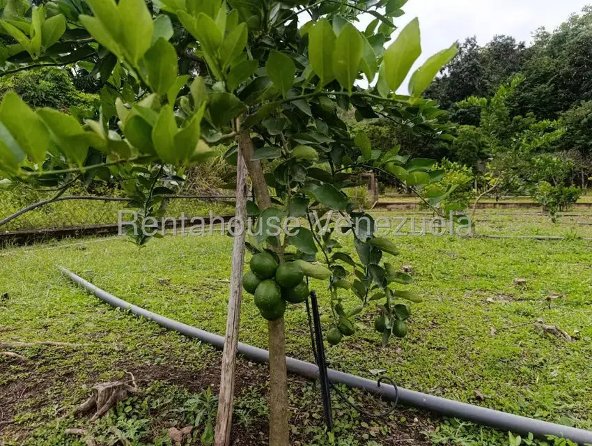 Terreno (Finca) en Venta en Sector El Carmen, Aragua - 151