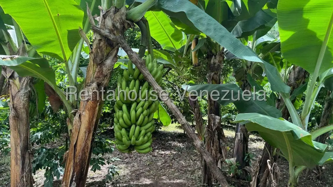 Terreno (Finca) en Venta en Sector El Carmen, Aragua - 16